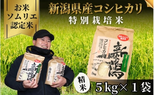 [先行予約]令和7年産新米[お米ソムリエのお米]特別栽培米コシヒカリ 精米 5kg(5kg×1袋)五泉市四ヶ村産 米 お米 新潟県 五泉市 エバーグリーン農場