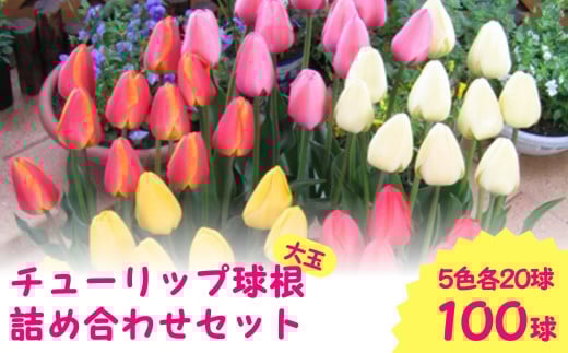 [ 先行予約 ] チューリップ 球根 特大球 100球入 ( 5色×20球 ) 一重咲き ダーウィンハイブリットチューリップ | 新潟県 五泉市 新潟県花卉球根農業協同組合 ( 2025年9月中旬より順次発送 )