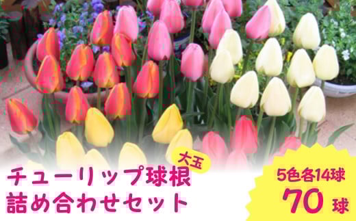 [ 先行予約 ] チューリップ 球根 特大球 70球入 ( 5色×14球 ) 一重咲き 5色詰め合わせセット | 新潟県 五泉市 新潟県花卉球根農業協同組合 ( 2025年9月中旬より順次発送 )