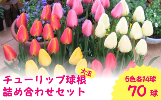 チューリップ 球根 特大球 70球入 ( 5色×14球 ) 一重咲き 5色詰め合わせセット | 新潟県 五泉市 新潟県花卉球根農業協同組合 ( 2025年9月中旬より順次発送 )