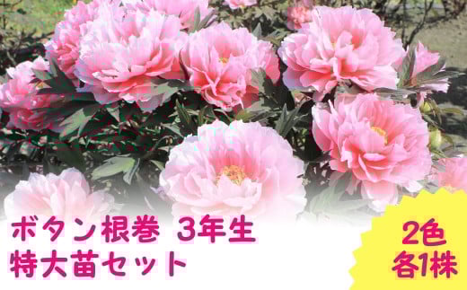 [ 先行予約 ] ボタン根巻 3年生 特大苗セット 2色各1株 | ガーデニング 庭 園芸 新潟県 五泉市 新潟県花卉球根農業協同組合 ( 2025年9月中旬より順次発送 )