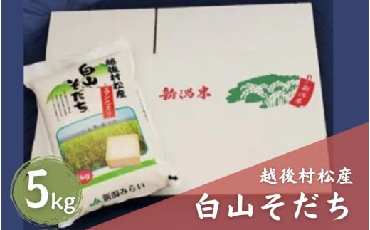 【令和7年産】 五泉産コシヒカリ 「白山そだち」精米 5kg (5kg×1袋)　新潟県 五泉市 新潟かがやき農業協同組合