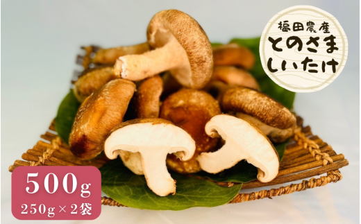 しいたけ 生しいたけ 500g 肉厚ジューシー とのさましいたけ |  椎茸 シイタケ 茸 きのこ キノコ 国産 産地直送 新潟県 五泉市 福田農産株式会社五泉工場