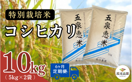 【令和7年産新米】〈6回定期便〉渡辺農園の特別栽培米コシヒカリ 10kg(5kg×2袋) 新潟県 五泉市 渡辺農園 [10月中旬以降順次発送] 先行予約