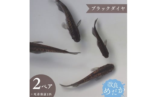 【ブラックダイヤ】美しき 改良めだか（２ペア+死着保証１匹）メダカ めだか