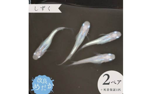 【しずく】美しき 改良めだか （２ペア+死着保証１匹） メダカ めだか めだか屋らん