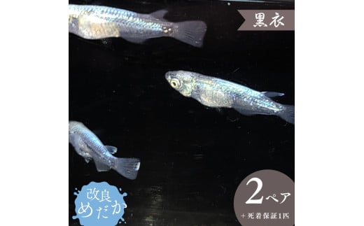 【黒衣】美しき 改良めだか （２ペア+死着保証１匹） メダカ めだか めだか屋らん
