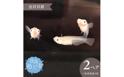 【出目目前】美しき 改良めだか （２ペア+死着保証１匹） メダカ めだか めだか屋らん