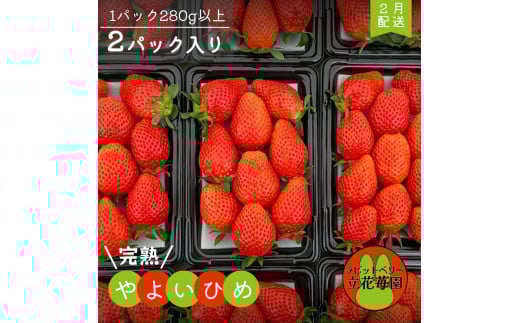 ※2月中発送※【パック×２】立花苺園の完熟やよいひめ