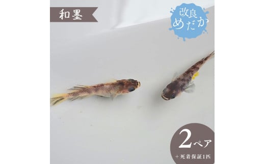 【和墨】美しき 改良めだか（２ペア+死着保証１匹）メダカ めだか めだか屋らん