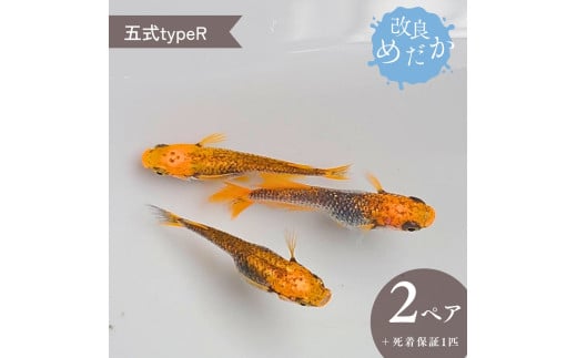 【五式typeR】美しき 改良めだか（２ペア+死着保証１匹）メダカ めだか めだか屋らん