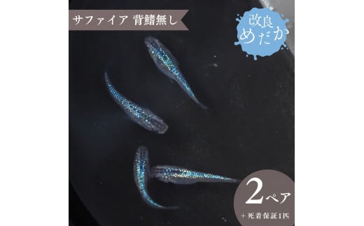 【サファイア背鰭無し】美しき 改良めだか（２ペア+死着保証１匹）メダカ めだか めだか屋らん