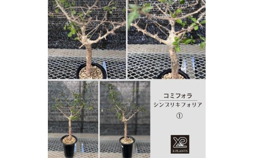 コミフォラ シンプリキフォリア _1_2 X-PLANTS 珍奇植物 ビザールプランツ 塊根植物
