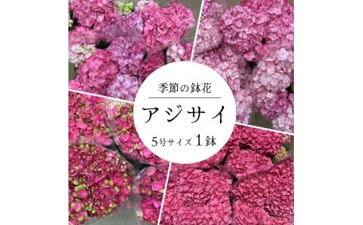 アジサイ 5号鉢 × 1鉢 [ ピンク系 ]2026年シーズン 先行予約 あじさい 紫陽花 5寸サイズ 母の日 ガーデニング フラワーガーデン斉藤 花農家直送 千葉県八街市