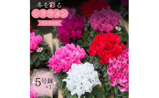 シクラメン 5号鉢 × 1鉢 2025年シーズン 先行予約 色はおまかせ おまかせ 冬の花 鉢花クリスマス 冬のガーデニング フラワーガーデン斉藤 花農家直送 千葉県八街市