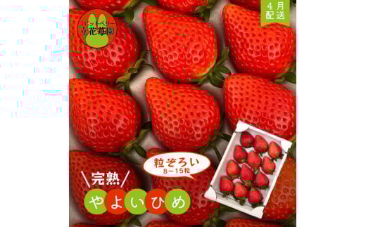※4月～順次発送※【粒ぞろい】立花苺園の完熟やよいひめ