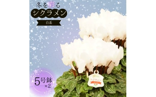 シクラメン 5号鉢 × 2鉢 2025年シーズン 先行予約 ホワイト系 冬の花 鉢花クリスマス 冬のガーデニング フラワーガーデン斉藤 花農家直送 千葉県八街市 フラワーガーデン斉藤