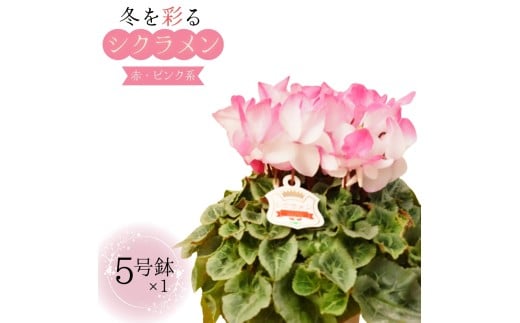 シクラメン 5号鉢 × 1鉢 2025年シーズン 先行予約 赤・ピンク系 冬の花 鉢花クリスマス 冬のガーデニング フラワーガーデン斉藤 花農家直送 千葉県八街市