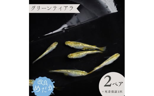 【グリーンティアラ】美しき 改良めだか(2ペア+死着保証1匹)  メダカ めだか めだか屋らん