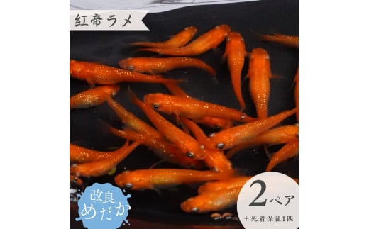 【紅帝ラメ】美しき 改良めだか （２ペア＋死着保証１匹） メダカ めだか めだか屋らん