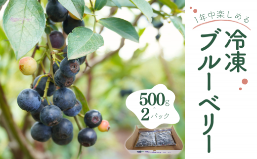冷凍ブルーベリー 500g×2パック 八街市 ブルーベリー 果物 フルーツ ブルーベリー冷凍 ブルーベリー大粒