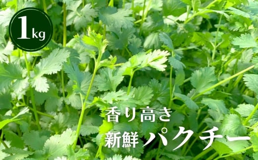 香り高き新鮮パクチー 1kg 土耕パクチー  根付き シャンツァイ 香菜 コリアンダー