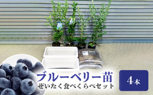ブルーベリー苗4本 ぜいたく食べくらべセット_ブルーベリー 苗 2年生 4本 ぜいたく食べ比べ セット ブルーシャワー ティーフブルー ガーデンブルー ミノウブルー 専用土 鹿沼土 赤玉土 腐葉土 IB化成肥料 専用鉢 2個 説明書付 スターターセット ジャム ヨーグルト 苗木 果樹 送料無料 久留米市 福岡県_Hf013