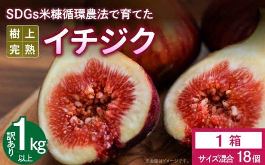 SDGs米糠循環農法で育てた樹上完熟イチジク 訳あり品1キロ以上(サイズ混合18個)【産地直送2025年8月より順次出荷】_SDGs 米糠循環農法 樹上完熟 イチジク 訳あり品 1キロ 以上 サイズ 混合 18個 農家直送 露地栽培 桝井ドーフィン ドライフルーツ ジャム スムージー 福岡県 久留米市 酒見農産 お取り寄せグルメ お取り寄せ 送料無料_Gv042