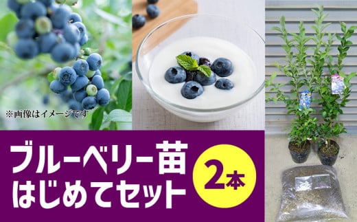 ブルーベリー苗2本 はじめてセット_ブルーベリー 苗木 2年生 苗 2本 セット 2種類 ランダム ブルーシャワー ティーフブルー ガーデンブルー ミノウブルー 専用土 IB化成肥料 植え方 育て方 説明書 付き 植物 お取り寄せ 福岡県 久留米市 送料無料_Hf012