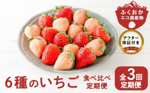 【定期便 3回】特別栽培 6種のいちごの食べ比べ 約540g×3回 _ 定期便 3回 特別栽培 6種 いちご 食べ比べ セット ふくおかエコ農産物 旬のいちご 新鮮 久留米市産 白いちご 淡雪 天使のいちご あまおう かおりの 紅ほっぺ すず 果物 おやつ デザート お取り寄せ フルーツ 福岡県 久留米市 送料無料 _Tk049