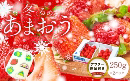 福岡産【冬】あまおう2パック_冬くるめ あまおう 250g × 2パック 合計 500g 冷蔵 濃厚 甘い 大粒 果汁 アフター保証 安心安全 国産 いちご 果物 アレンジ おやつ フルーツ スイーツ スムージー ジャム 南国フルーツ お取り寄せ 福岡県 久留米市 送料無料 福岡限定_Fi010