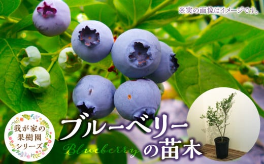 チーム田主丸『我が家の果樹園』シリーズ 【ブルーベリー】_ブルーベリー 苗木 高さ 約 50 cm 鉢経 7号 結実年数 2年目安 チーム田主丸 我が家の果樹園 シリーズ フルーツ 果物 ベリー 庭木 落葉 果樹 植樹 鉢植え 庭植え ガーデニング 福岡県 久留米市 お取り寄せ 送料無料_Hf019