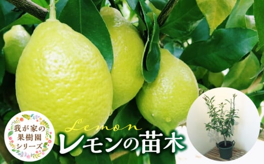 チーム田主丸『我が家の果樹園』シリーズ [レモンの苗木]_チーム田主丸 我が家の果樹園 シリーズ レモン 苗木 フルーツ 高さ 70cm くらい 鉢径 7号 結実年数 2年目安 料理 お酒 ご家庭に一本 重宝 ふるさと管理綜合株式会社 お取り寄せ 福岡県 久留米市 送料無料_Hf017