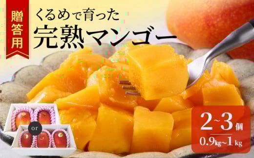 【2026年6月以降お届け】くるめで育った完熟マンゴー (2~3個:約0.9kg~1kg)_先行予約 完熟マンゴー 2個 〜 3個 0.9kg ~ 1kg 贈答用 久留米産 とろける 甘い フルーツ トロピカルフルーツ 果物 マンゴー 完熟 高糖度 人気 国産 地植栽培 冷蔵 クール便 倉重農園 お取り寄せ お取り寄せフルーツ 食べ物 食品 福岡県 久留米市 送料無料_Fm010