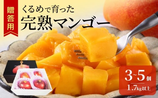 【2026年6月以降お届け】くるめで育った完熟マンゴー(3~5個:1.7kg以上)_先行予約 完熟マンゴー 3個 〜 5個 1.7kg 贈答用 久留米産 とろける 甘い フルーツ トロピカルフルーツ 果物 マンゴー 完熟 高糖度 人気 国産 地植栽培 冷蔵 クール便 倉重農園 お取り寄せ お取り寄せフルーツ 食べ物 食品 福岡県 久留米市 送料無料_Fm012