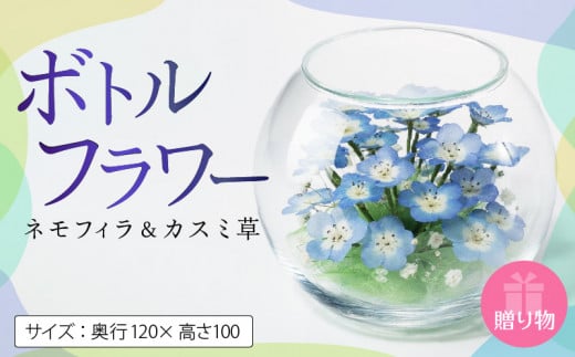 ネモフイラとカスミ草のボトルフラワー_ボトルフラワー ネモフィラ カスミ草 奥行120×高さ100 ドライフラワー ガラス容器 インテリア 雑貨 観賞用 花 フラワー アレンジメント ギフト 贈り物 プレゼント 福岡県 久留米市 お取り寄せ 送料無料_Qb008