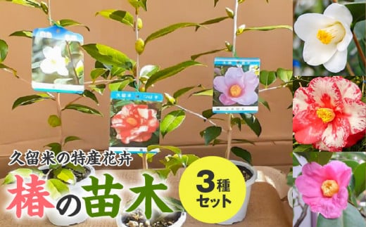久留米の特産花卉 椿の苗木3種3本セット (椿2年生苗/高さ30cm前後)_苗木 椿 3種 セット 久留米の特産花卉 最小白花 正義 太郎冠者 産地直送 秋~春 開花 一重咲 八重咲 鑑賞 育て方 説明書付き  鉢植え 植え付け 花 庭 園芸 ガーデニング 久留米つばき研究会 特産品 福岡県 久留米市 お取り寄せ 送料無料_Hf026