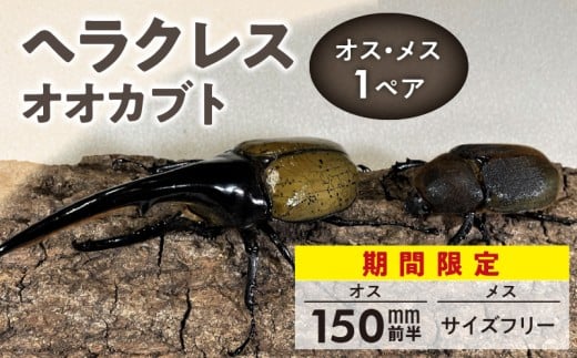 【ヘラクレスオオカブト】オス（150mm前半）・メス（サイズフリー） 1ペア_期間限定 カブトムシ ヘラクレス 1ペア オス 150mm前半 メス サイズフリー 昆虫 成虫 生体 ヘラクレスオオカブト 王様 福岡県 久留米市 かぶとむし養殖工房ダイナステスPlus 虫 累代飼育 幼虫管理飼育 養殖 お取り寄せ 福岡県 久留米市 送料無料_Pb002