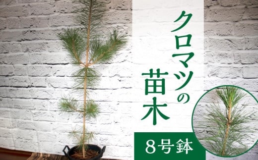 チーム田主丸『クロマツの苗木』_苗木 8号鉢 チーム田主丸 クロマツの苗木 1鉢 クロマツ 松の葉 長寿の源 健康管理に役立てる 健康樹 樹木 観賞用 飲食用 福岡県 久留米市 お取り寄せ インテリア 植物 ガーデニング 家庭栽培 庭植え 鉢植え 庭木 植木 送料無料_Hf032