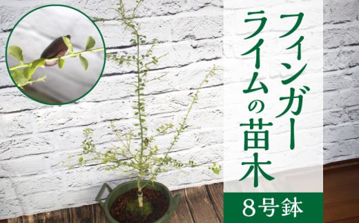 チーム田主丸『フィンガーライムの苗木』_苗木 8号鉢 チーム田主丸 フィンガーライムの苗木 1鉢 フィンガーライム 柑橘類の果実 収穫時期 7月〜10月 福岡県 久留米市 お取り寄せ インテリア 植物 ガーデニング 家庭栽培 高級食材 幻の果実 柑橘 フルーツ 送料無料_Hf033