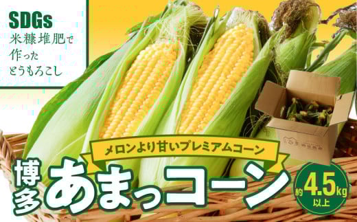 【ふくおかエコ農産物認証】農家直送!SDGs米糠堆肥で作った博多あまっコーン4.5キロ以上(10~15本)【2026年6月より順次出荷】_ふくおかエコ農産物 2026年6月より順次出荷 とうもろこし 博多あまっコーン 約 4.5kg 以上 10本 〜 15本 プレミアムコーン 粒が大きい 食べ応え 美味しい 糖度 野菜 お取り寄せ 福岡県 久留米市 送料無料_Gv035
