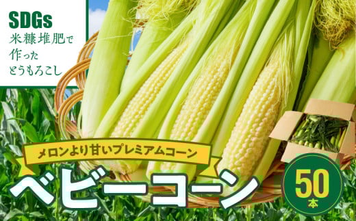 【ふくおかエコ農産物認証】農家直送!SDGs米糠堆肥で作ったベビーコーン50本【2026年5月より順次出荷】_ふくおかエコ農産物 2026年5月より順次出荷 農家直送 ベビーコーン とうもろこし 50本 メロンより 甘い プレミアムコーン シャキシャキ 食感 旬の味 八宝菜 サラダ 野菜 オーブン焼き レンチン お取り寄せ 酒見農産 福岡県 久留米市 送料無料_Gv036