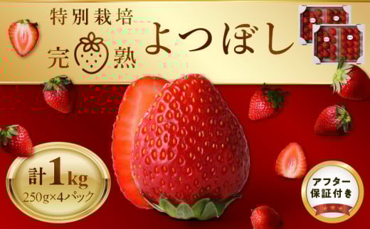 池田農園の特別栽培完熟よつぼし 250g×4パック_池田農園 特別栽培 完熟 よつぼし 250g × 4パック 濃厚 甘い 安心安全 栄養価が高い 福岡エコ農産物 いちご 果物 フルーツ スイーツ いちご煮 いちごジャム スムージー おやつ ストロベリー ゆりかーご お取り寄せ 贈り物 福岡県 久留米市 送料無料_Fi112