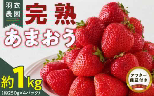【2026年1月中旬より順次発送】福岡県産 羽衣農園の完熟あまおう 約1kg(約250g×4パック) _【先行予約】 【2026年1月中旬より順次発送】 福岡県産 完熟 あまおう 約250g × 4パック 計 約1kg こだわり いちご 福岡県 ブランド いちご 家族 シェア フルーツ 果物 果実 パンケーキ フルーツサンド お取り寄せフルーツ 福岡県 久留米市 送料無料_Fi214