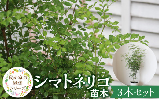 チーム田主丸【シマトネリコ苗木3本セット】_シマトネリコ 苗木 3本 セット チーム田主丸 風水 インテリア 観葉植物 植物 常緑樹 シンボルツリー 小葉 丈夫 育てやすい 日光 樹木 ガーデニング 鉢植え 植木鉢 グリーンアイテム 家庭栽培 福岡県 久留米市 お取り寄せ 送料無料_Hf037