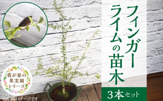 チーム田主丸【フィンガーライム苗木3本セット】_フィンガーライム 苗木 3本 セット チーム田主丸 柑橘類 柑橘 果実 フルーツ インテリア 植物 花木 ガーデニング 家庭栽培 高級食材 ブッシュタッカー 森のキャビア キャビアライム 福岡県 久留米市 お取り寄せ 送料無料_Hf038