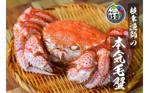【朝獲れ毛蟹を即ボイル!枝幸漁師の本気毛蟹】特大毛ガニ(700g~900g)1尾入【 カニ 蟹 毛ガニ 毛がに 毛蟹 朝茹で 冷凍 北海道 オホーツク 枝幸 】