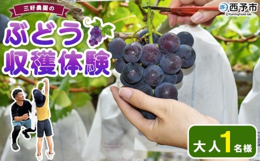 [三好農園のぶどう収穫体験チケット(大人1名様プラン)] 宇和ぶどう 葡萄 ブドウ 収穫 ぶどう狩り デラウェア ハニービーナス ブラックオリンピア ピオーネ シャインマスカット 巨峰 旅 トラベル 観光 特産品 西予市観光物産協会 愛媛県 西予市