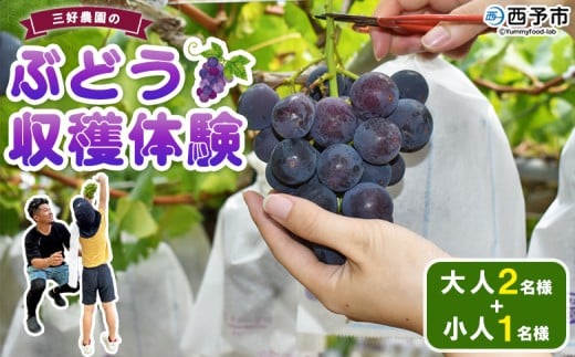 [三好農園のぶどう収穫体験チケット(大人2名様と小人1名様プラン)] 宇和ぶどう 葡萄 ブドウ 収穫 ぶどう狩り デラウェア ハニービーナス ブラックオリンピア ピオーネ シャインマスカット 巨峰 旅 トラベル 観光 特産品 西予市観光物産協会 愛媛県 西予市