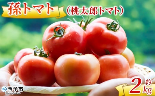 [孫トマト(桃太郎トマト)約2kg] トマト とまと 2キロ 孫トマト 大玉 愛媛県産 西予市産 食品 桃太郎トマト 桃太郎 野菜 やさい サラダ 産地直送 国産 城川 吉岡農園 愛媛県 西予市[常温]
